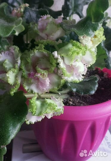 Фиалка сортовая Зеленая роза