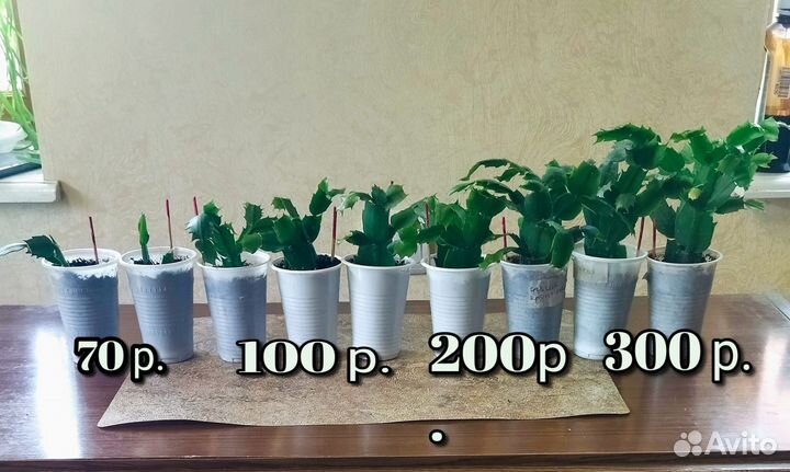 Декабрист шлюмбергера фуксия