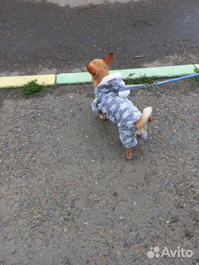 Комбинезон одежда для маленьких собак