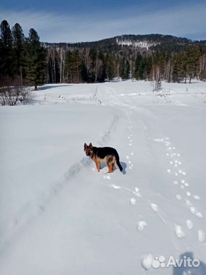 Овчарка немецкая