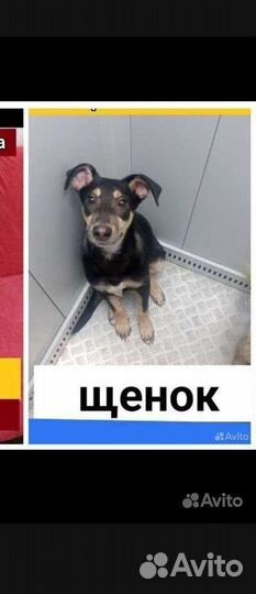 Щенки собачки