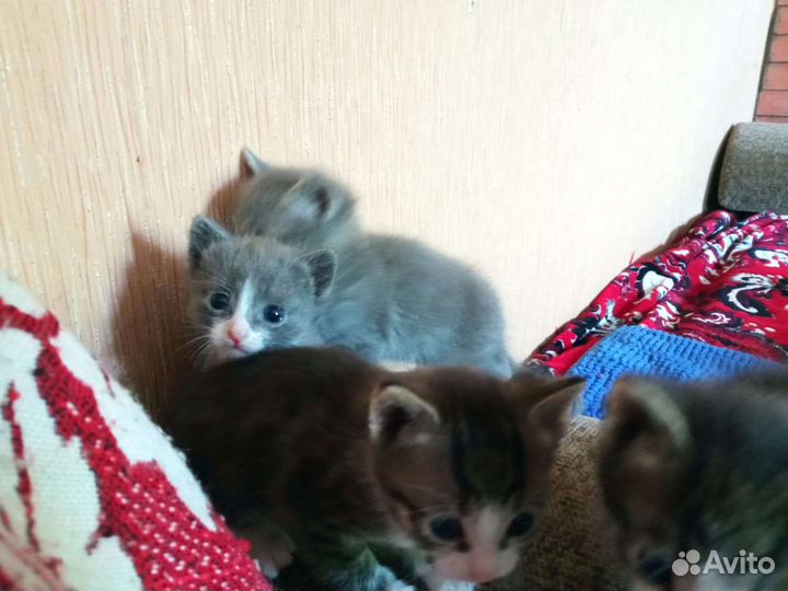 Котята в добрые руки