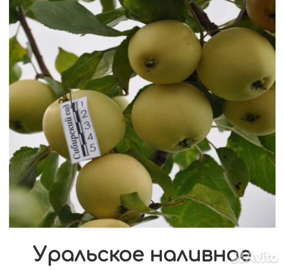 Сибирские саженцы яблонь
