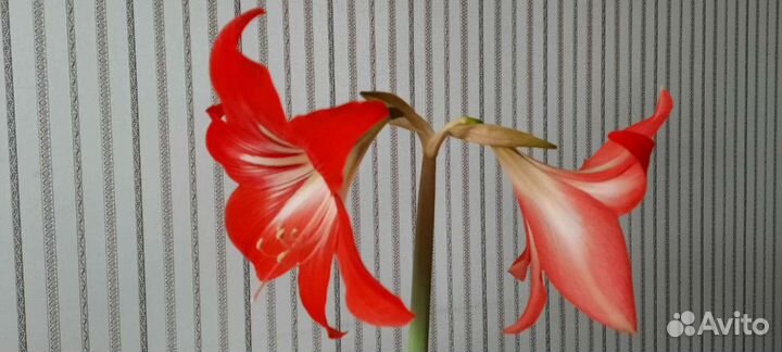 Гиппеаструм-амарилис