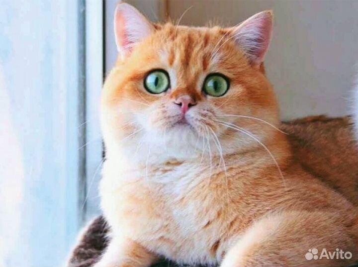 Шотландский кот вязка