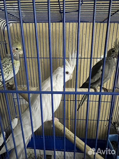 Попугай карелла