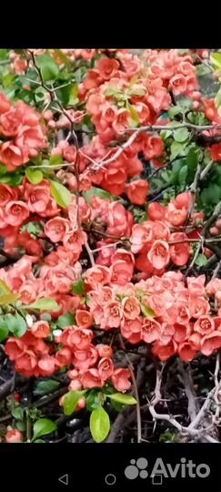 Айва японская