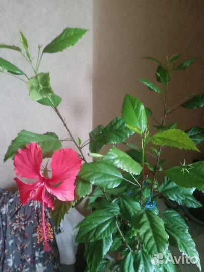 Гибискус китайская роза