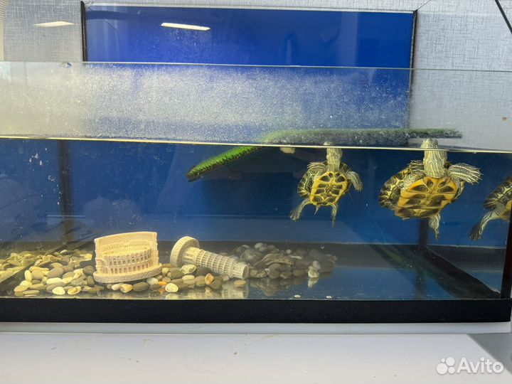 Продам красноухих черепах