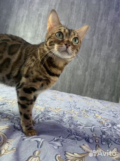 Бенгальская кошка вязка