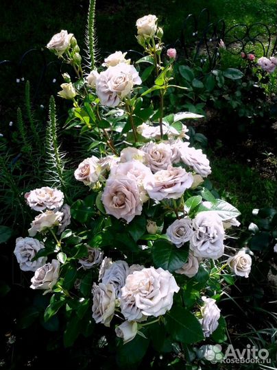 Саженцы роз Amnesia / Амнезия