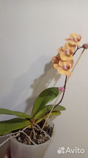 Phal. Lin s Pink Leopard x Tying Shin Golden Rose