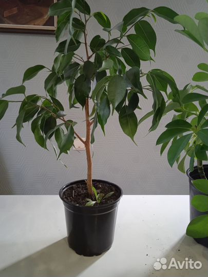 Комнатные растения