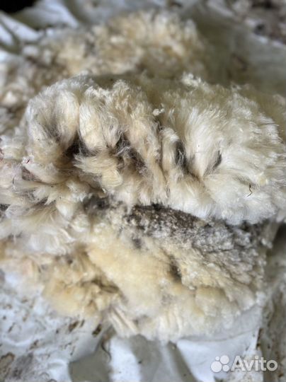 Шерсть овечья