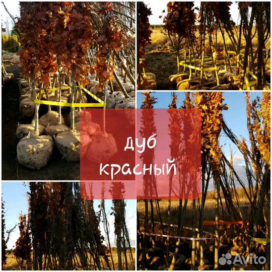 Дуб красный