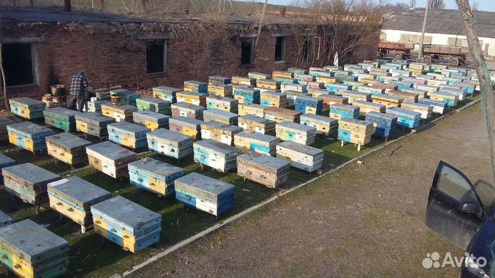 Пчелосемьи