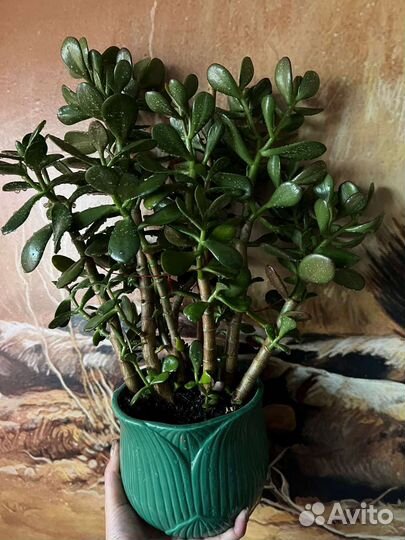 Крассула толстянка денежное дерево