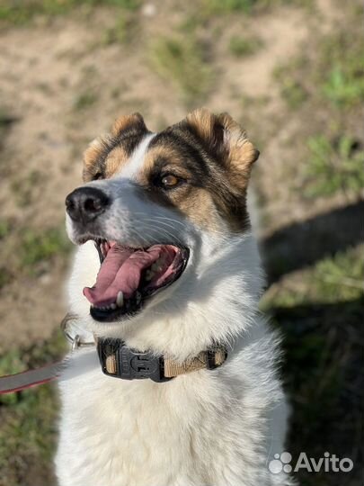 Собака в добрые руки