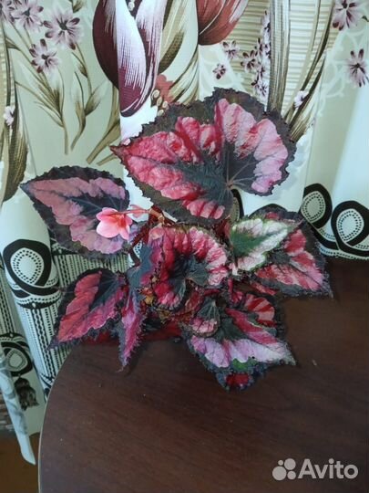 Бегония (листы на срез)