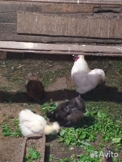 Китайские пуховые куры