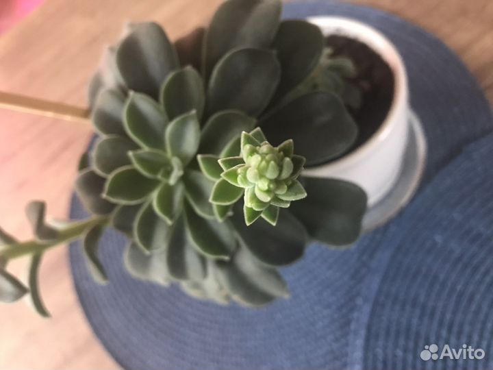 Суккуленты