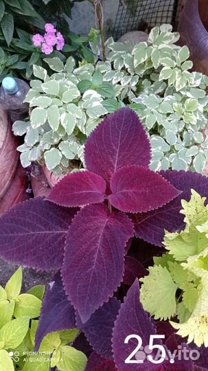 Колеусы вегитативные