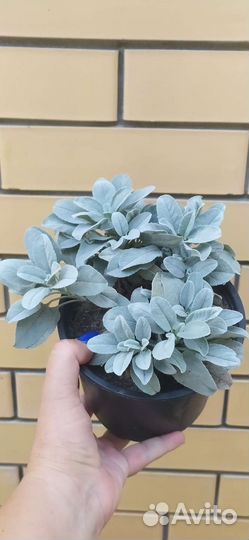 Вероника сизая