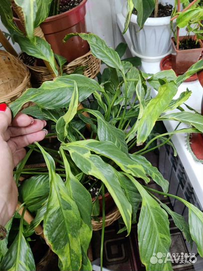 Спатифиллум Индонезийский