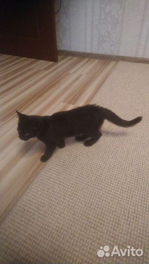 Кошка в дар бесплатно