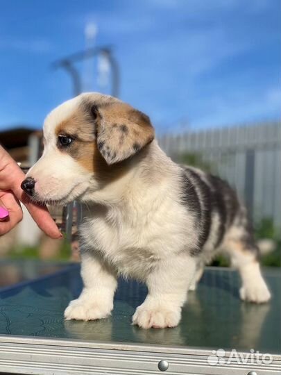 Вельш корги