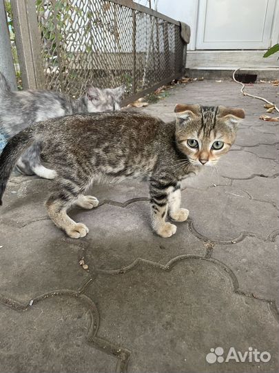 Котята в добрые руки бесплатно