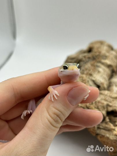 Эублефар малыши