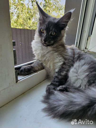 Котята полидакты и классика