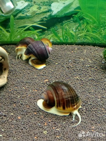 Улитки аквариумные ампулярии