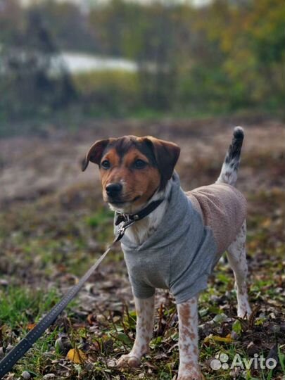 Кофта для собак