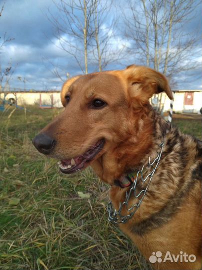 Собака ищет дом