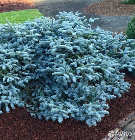 Еловые ветки Голубой ели. Нобилис. Зарубежный