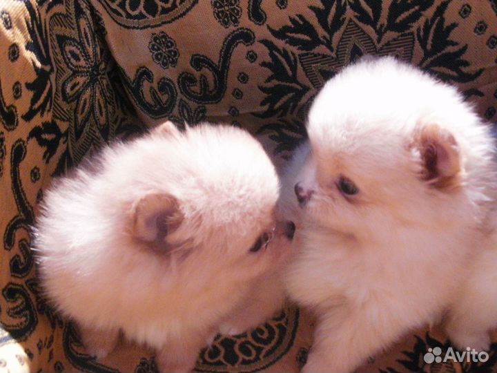 Щенки шпица