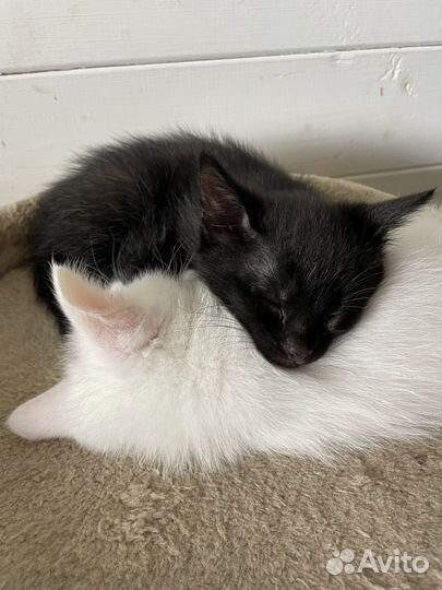 Котята белые и черные