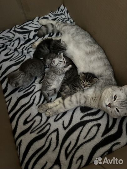 Котята британские