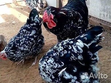 Семья ливенская мраморная