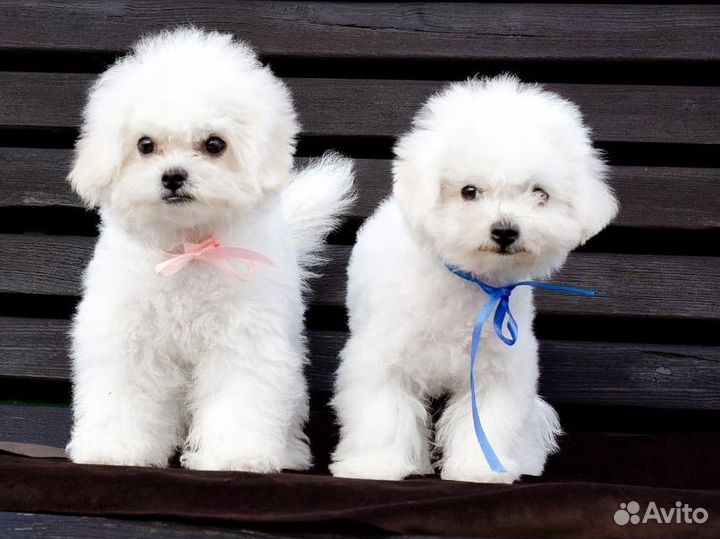 Щенки бишон фризе мини