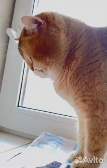 Вязка Золотая шиншилла кот 11 ny