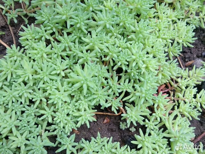 Почвопокровные растения