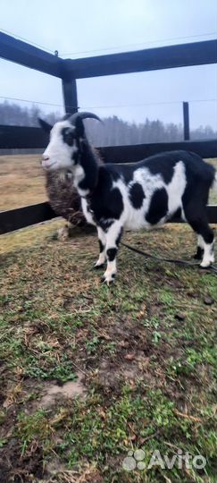 Коза дойная молочная