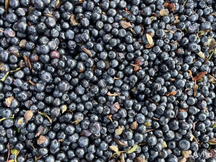 Черника свежая ягода