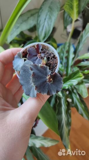 Бегония Черная мамба