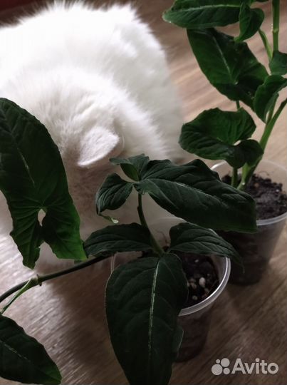 Комнатные растения, сингониум, каллизия