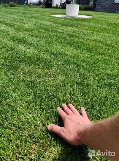 Рулонный газон 3-х летний