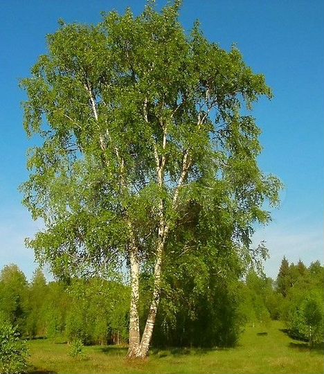 Участок 8,8 сот. (СНТ, ДНП)